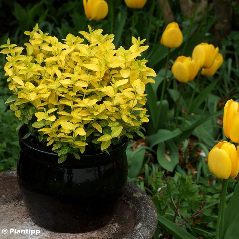 Euonymus fortunei Goldy - Fusain persistant (Plant habit)