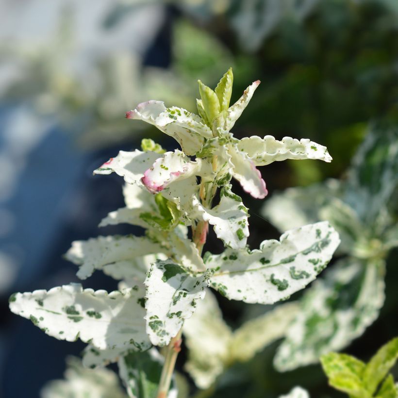 Euonymus fortunei Harlequin - Fusain persistant panaché (Foliage)