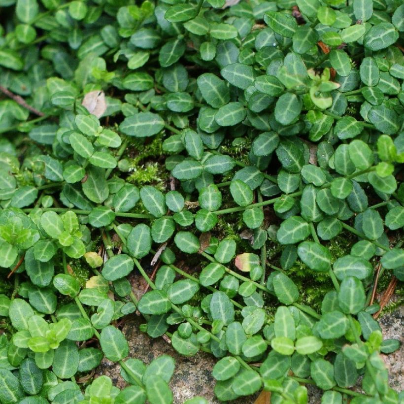 Euonymus fortunei Minimus - Fusain persistant (Foliage)