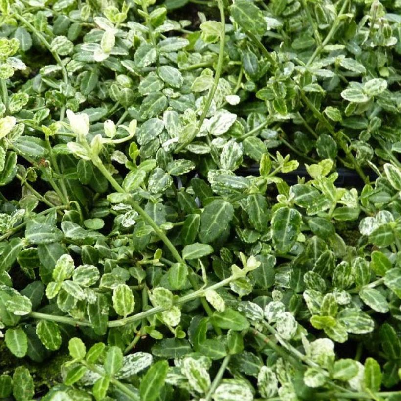 Euonymus fortunei Silverstone - Fusain persistant (Foliage)