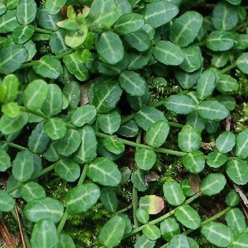 Euonymus fortunei Tustin - Fusain nain persistant. (Foliage)