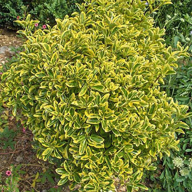 Euonymus japonicus Aureomarginatus - Fusain du Japon (Plant habit)