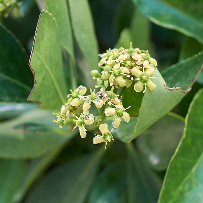 Euonymus japonicus - Fusain du Japon (Flowering)