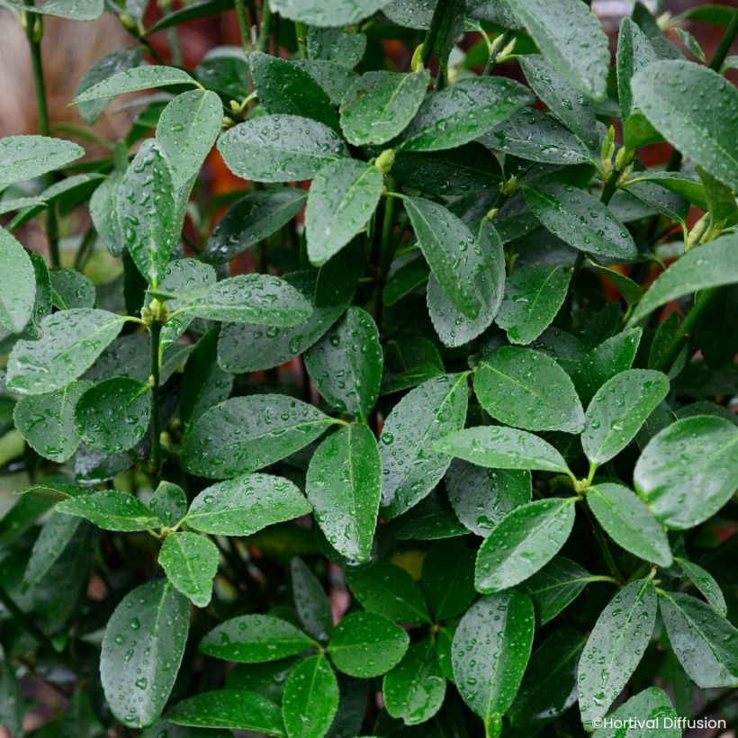 Euonymus japonicus Green Millenium - Fusain du Japon (Foliage)