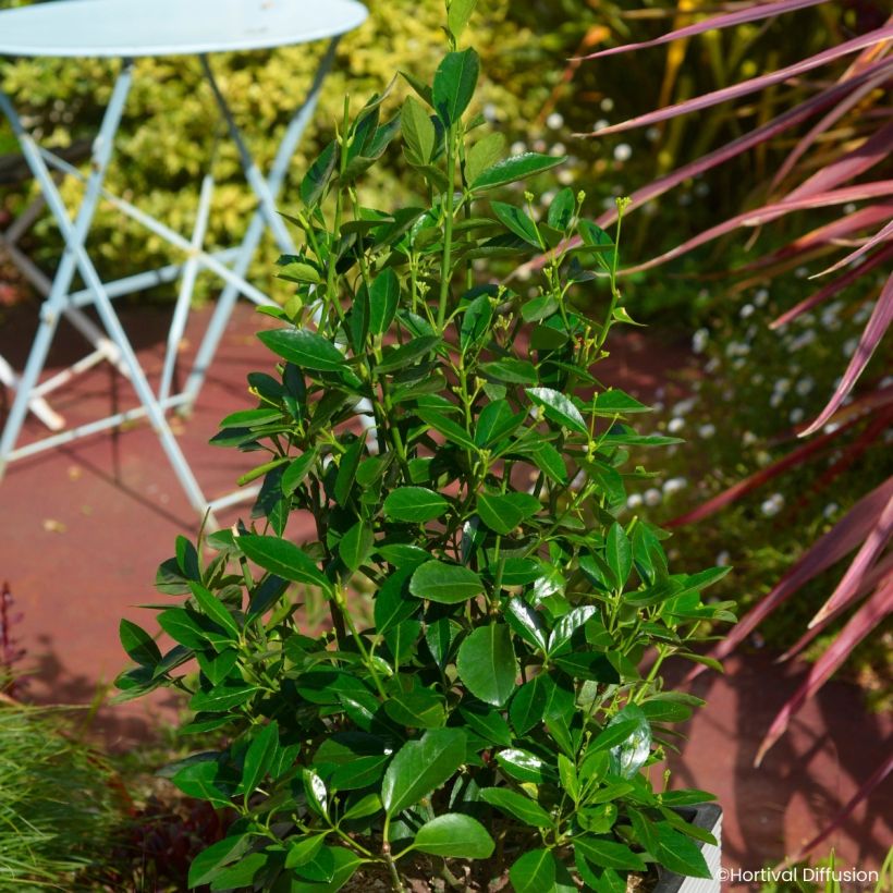 Euonymus japonicus Green Millenium - Fusain du Japon (Plant habit)