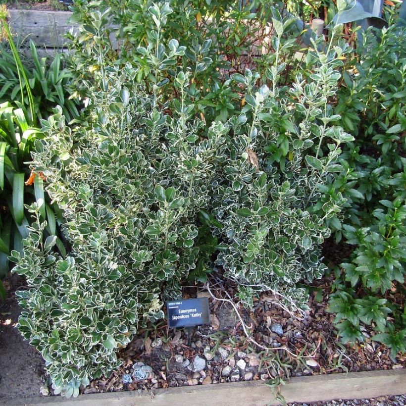 Euonymus japonicus Kathy - Fusain du Japon (Plant habit)