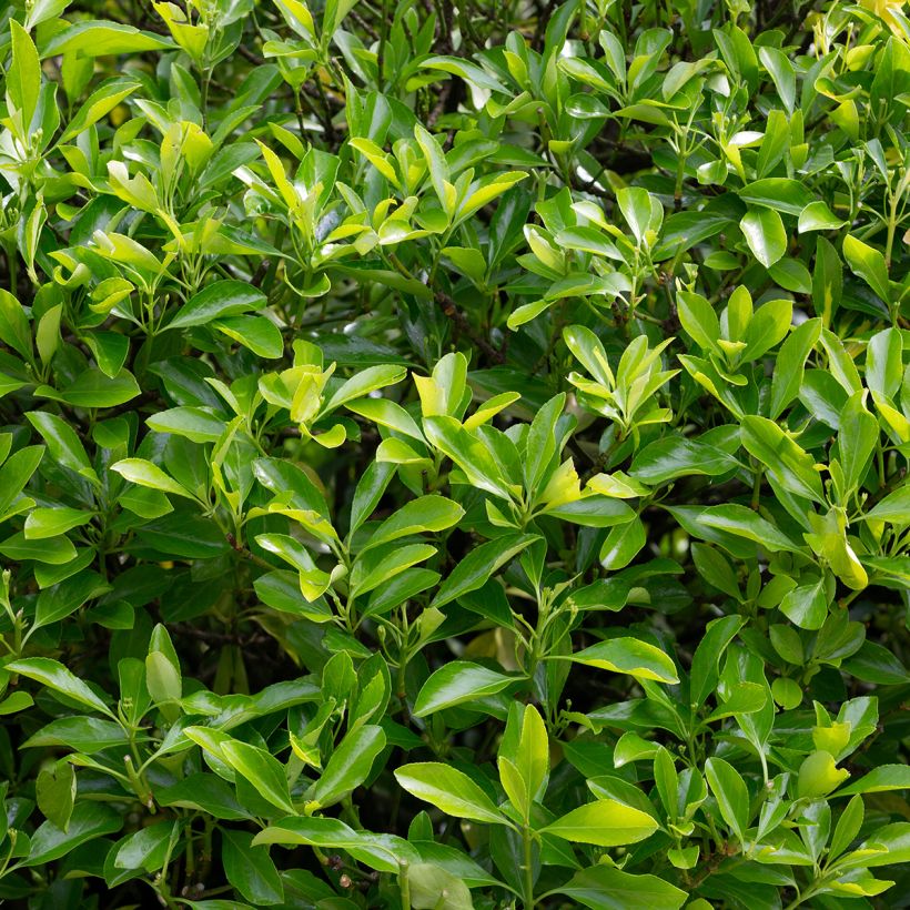 Euonymus japonicus Microphyllus  - Fusain du Japon (Foliage)