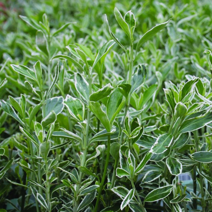 Euonymus japonicus Suzanne - Fusain du Japon (Foliage)