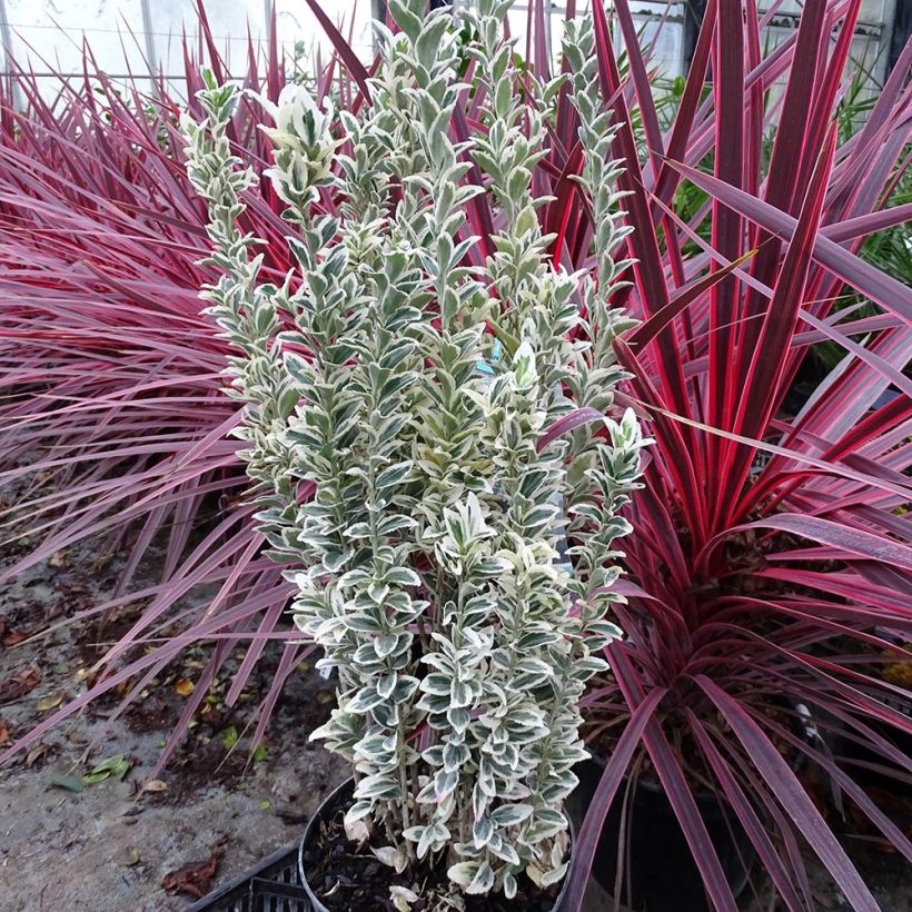 Euonymus japonicus White Spire - Fusain du Japon (Plant habit)