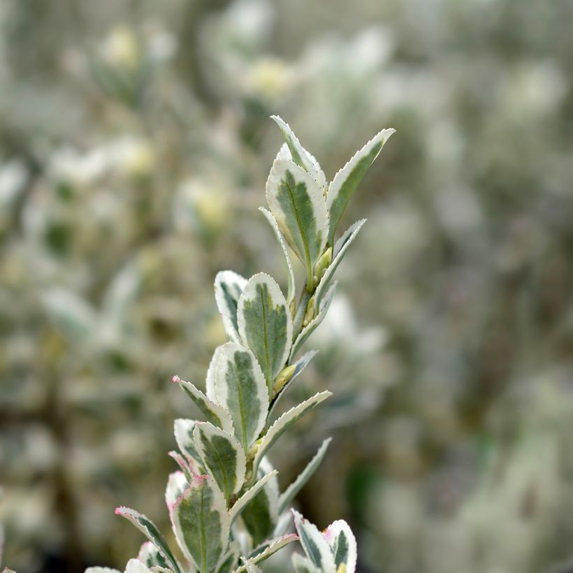 Euonymus japonicus White Spire - Fusain du Japon (Foliage)