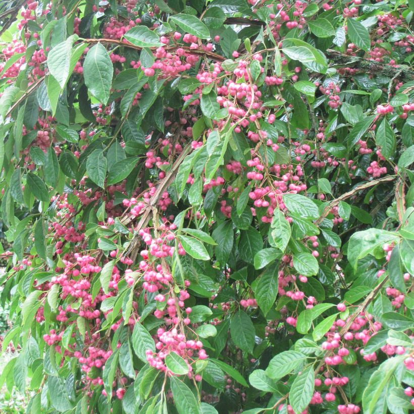 Euonymus phellomanus - Fusain de Chine (Plant habit)