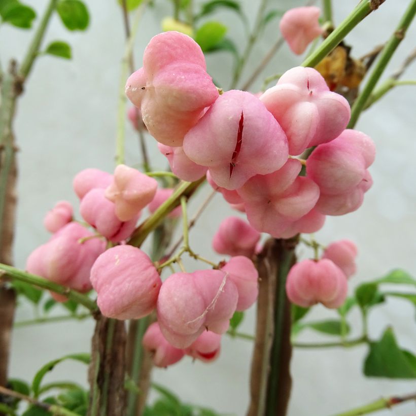Euonymus phellomanus - Fusain de Chine (Harvest)