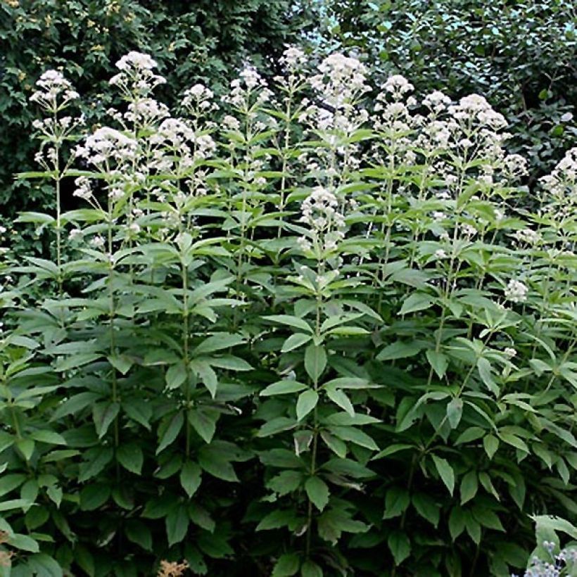 Eupatorium Bartered Bride - Eupatoire (Foliage)