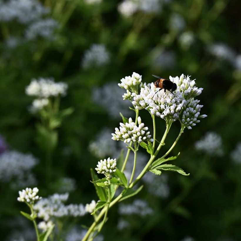 Eupatorium Bartered Bride - Eupatoire (Flowering)