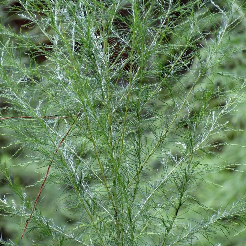 Eupatorium Elegant Plume - Eupatoire (Foliage)