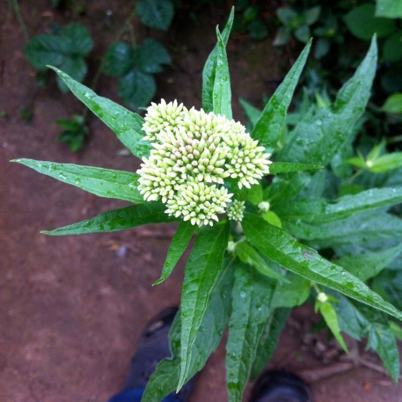 Eupatorium chinensis - Eupatoire (Flowering)