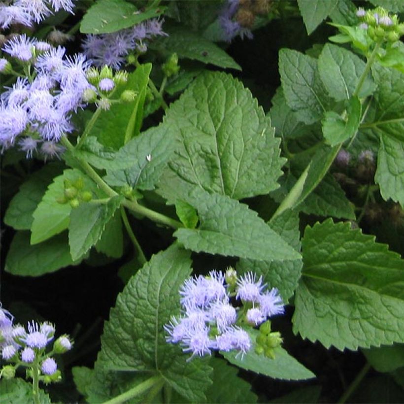 Eupatorium coelestinum, Eupatoire (Foliage)