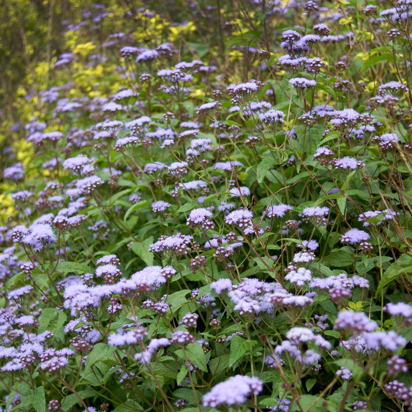 Eupatorium coelestinum, Eupatoire (Plant habit)