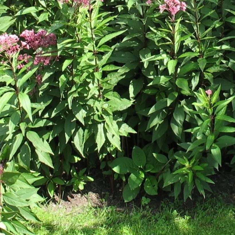 Eupatorium fistulosum Atropurpureum, Eupatoire (Foliage)