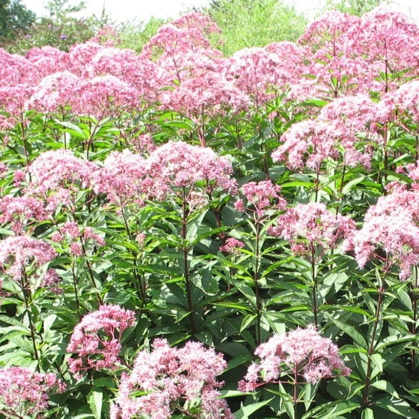 Eupatorium fistulosum Atropurpureum, Eupatoire (Flowering)