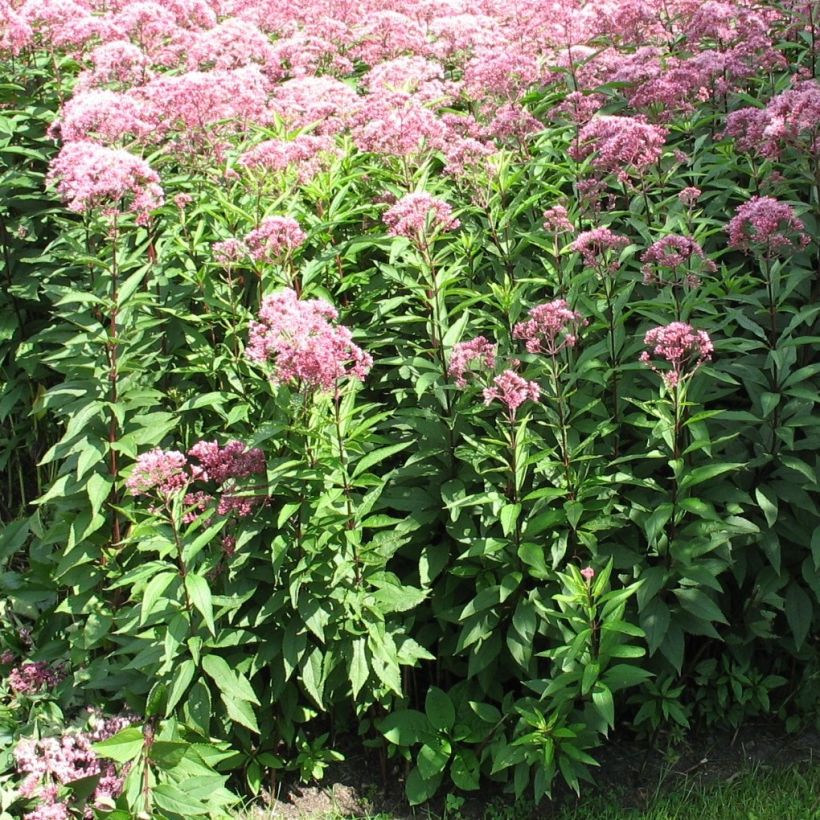 Eupatorium fistulosum Atropurpureum, Eupatoire (Plant habit)