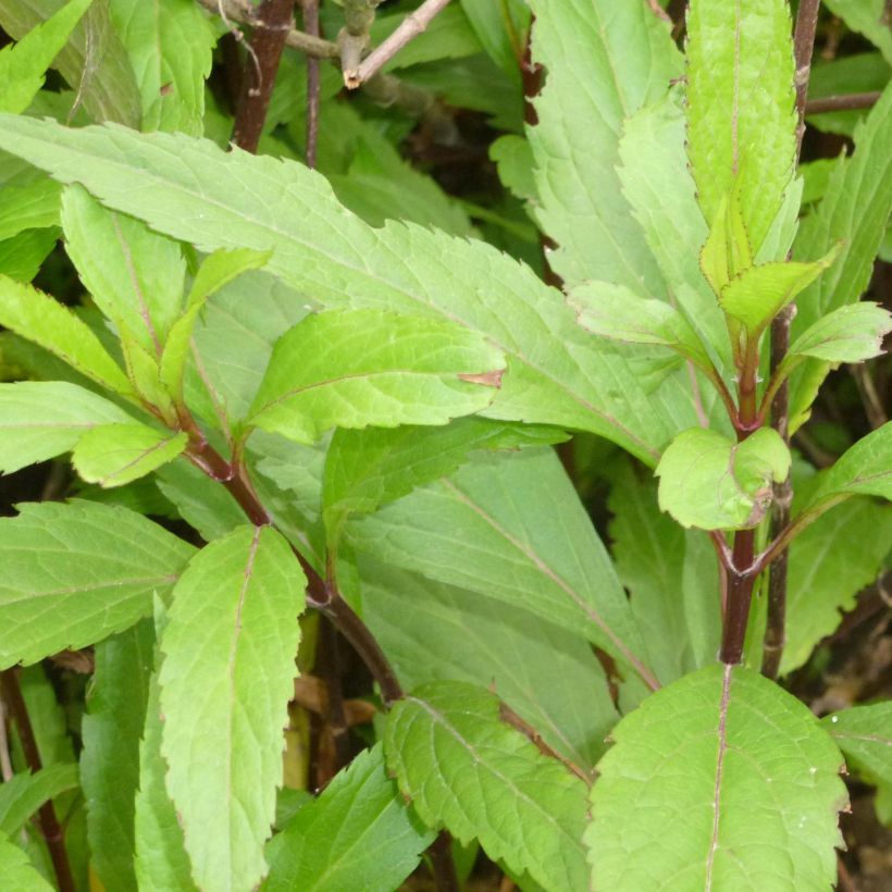 Eupatorium fortunei, Eupatoire (Foliage)
