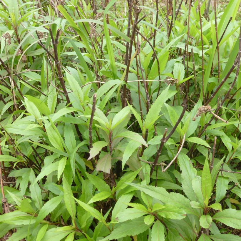 Eupatorium fortunei, Eupatoire (Plant habit)