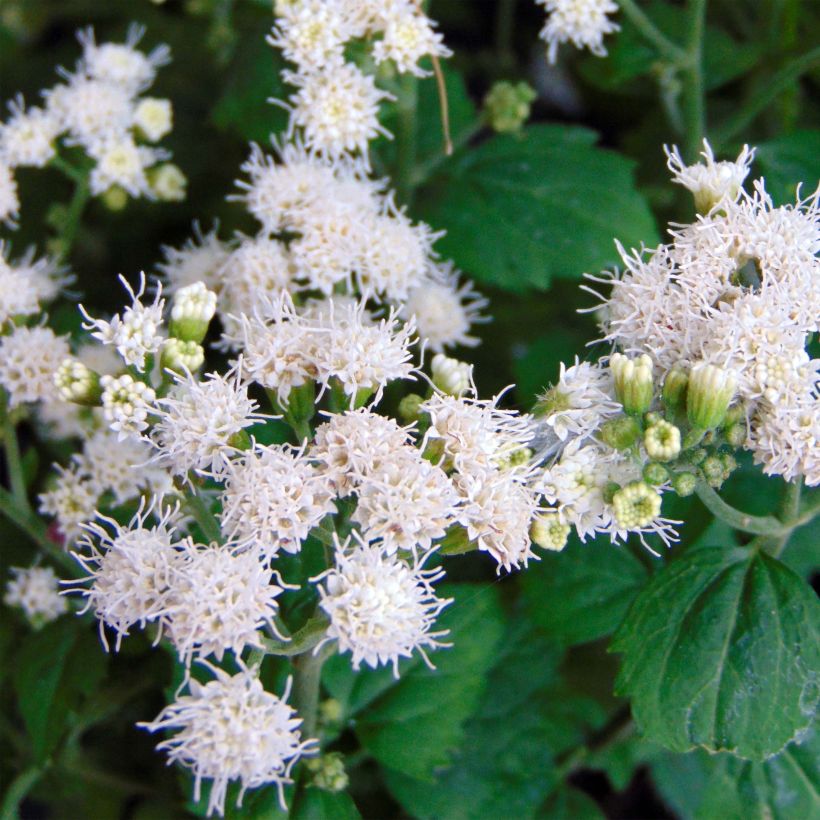 Eupatorium  hybride Lucky Melody - Eupatoire (Flowering)