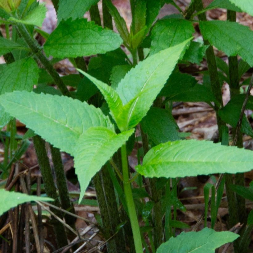 Eupatorium maculatum, Eupatoire (Foliage)