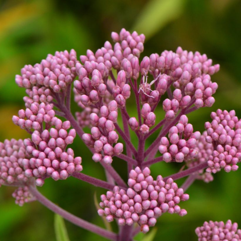 Eupatorium maculatum, Eupatoire (Flowering)