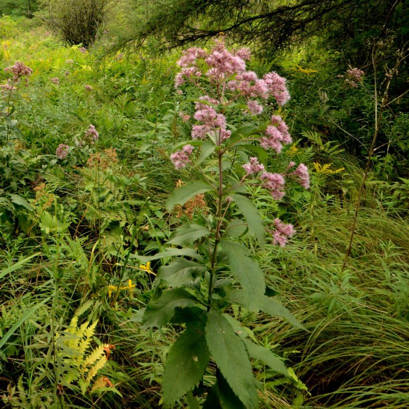 Eupatorium maculatum, Eupatoire (Plant habit)