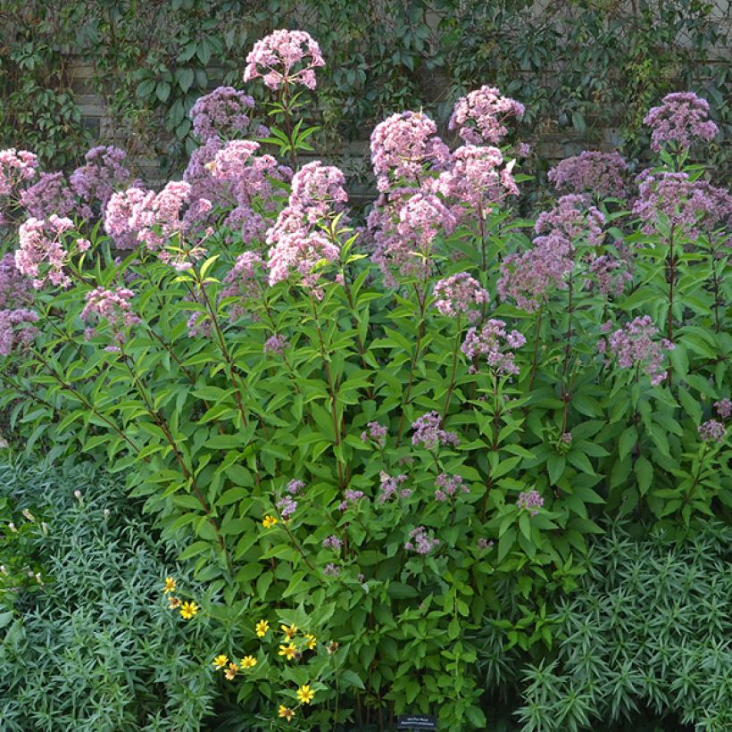 Eupatorium maculatum Phantom - Eupatoire (Plant habit)