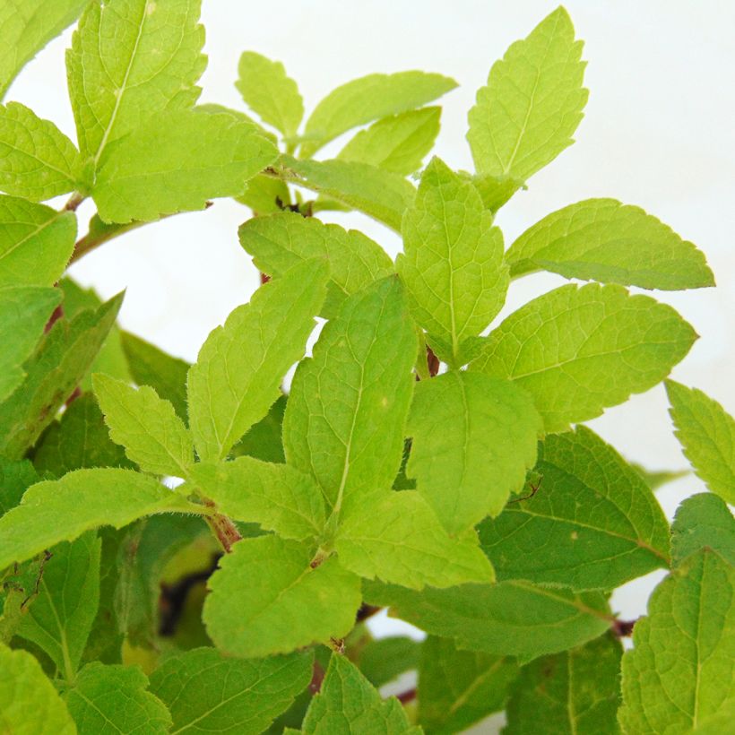 Eupatorium maculatum Phantom - Eupatoire (Foliage)