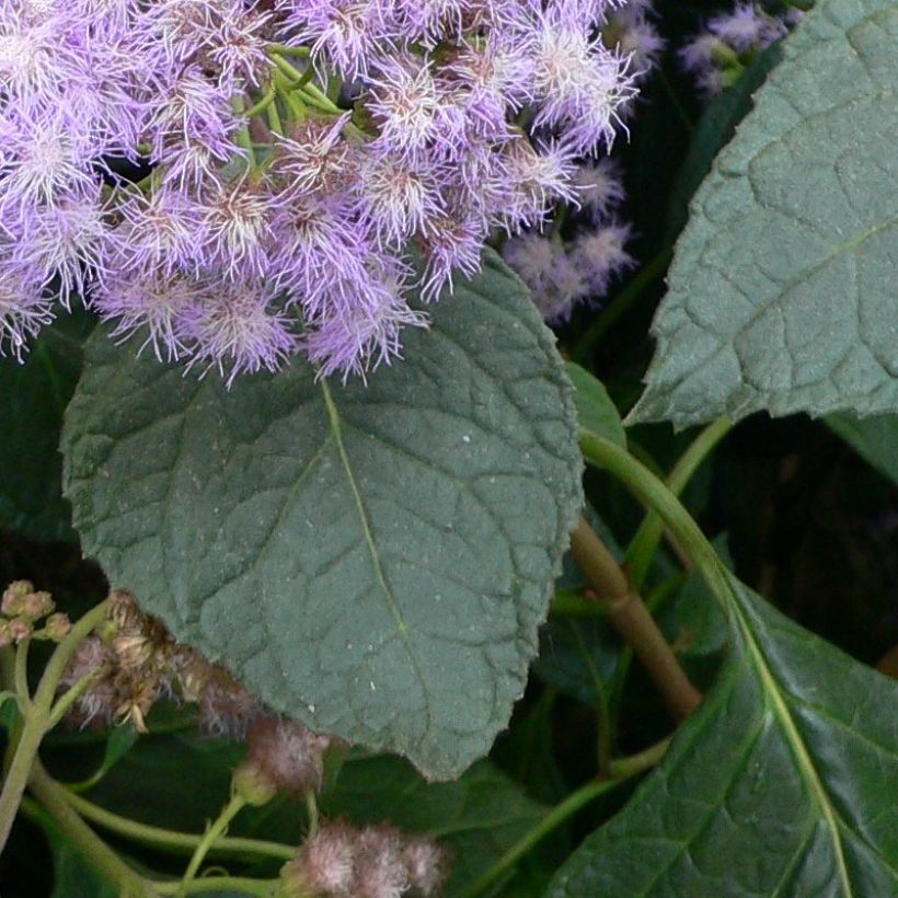 Eupatorium sordidum - Eupatoire (Foliage)