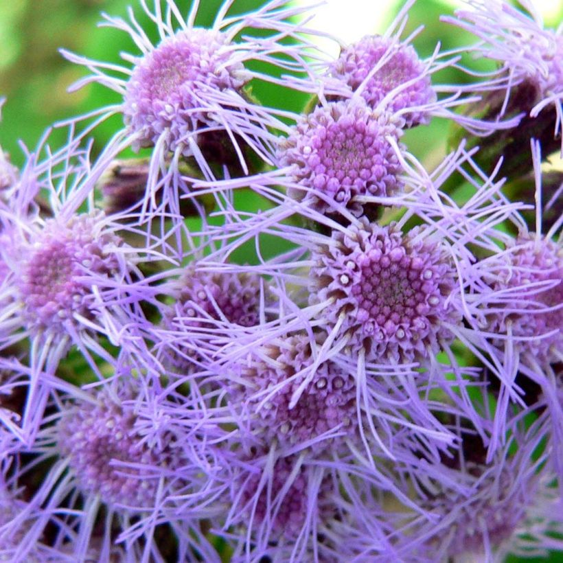 Eupatorium sordidum - Eupatoire (Flowering)