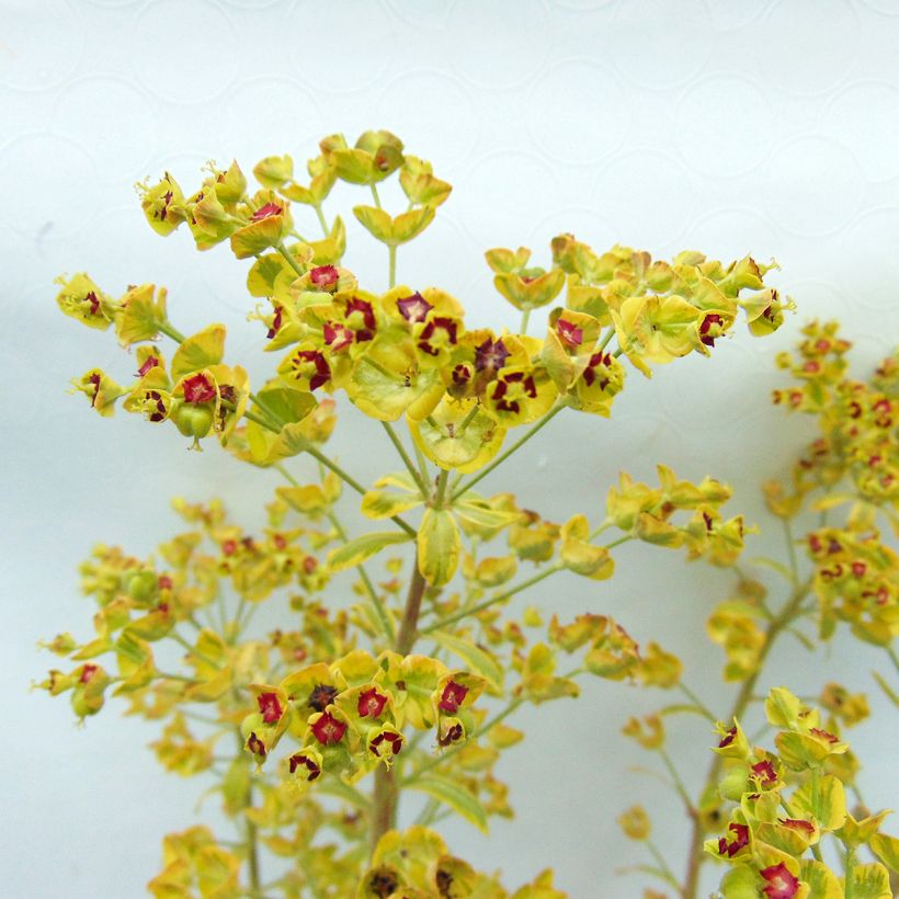 Euphorbe Ascot Rainbow (Flowering)