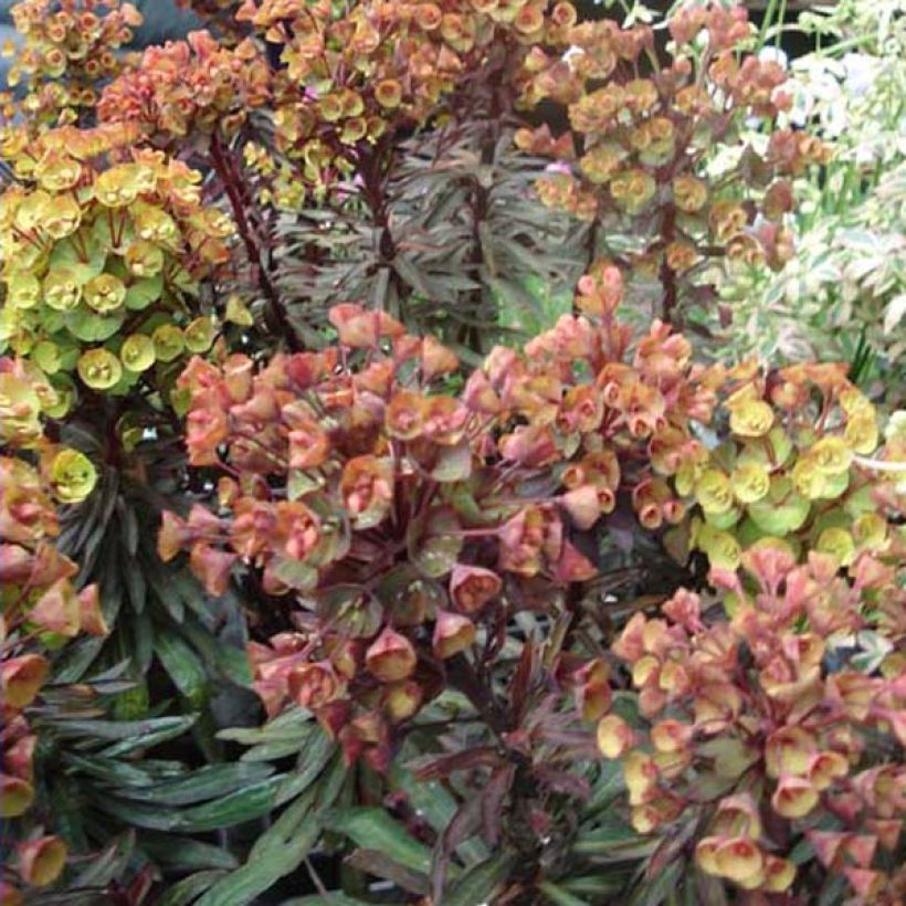 Euphorbe Black Bird (Plant habit)