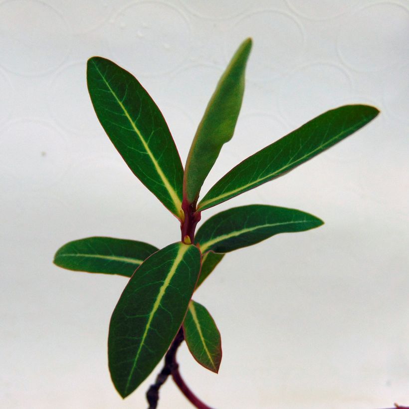 Euphorbia cornigera - Euphorbe (Foliage)