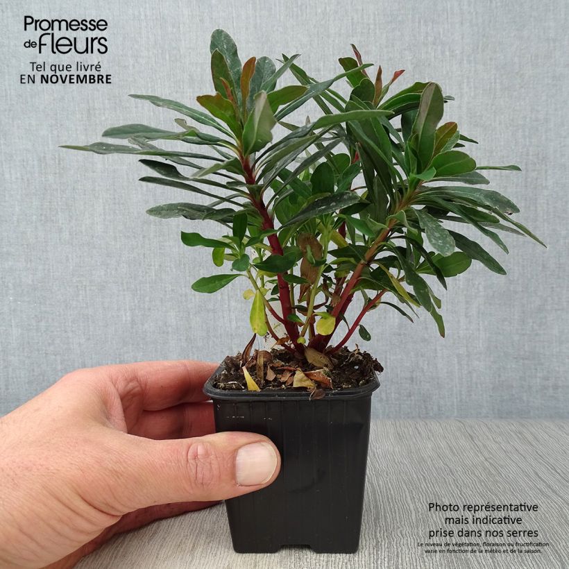 Example of Euphorbia amygdaloides purpurea - Euphorbe des bois pourpre Godet de 8/9 cm as you get in automne