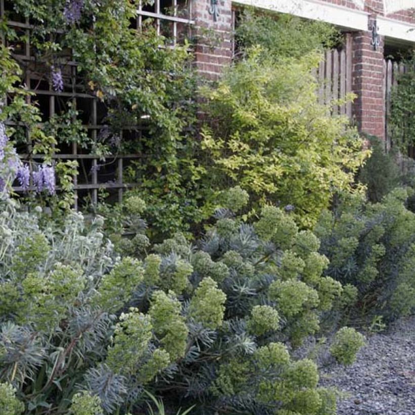 Euphorbia characias ssp. characias - Euphorbe des garrigues (Plant habit)