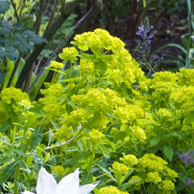 Euphorbe palustris Walenburg's Glory - Euphorbe des marais (Flowering)