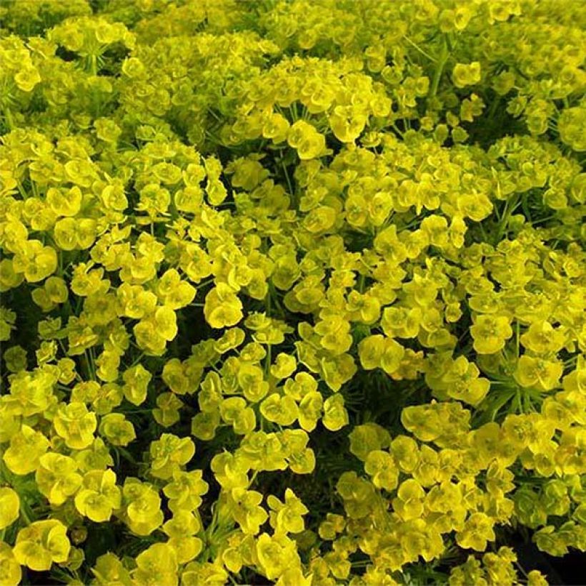 Euphorbe waldsteinii Betten - Euphorbe de Waldstein (Flowering)