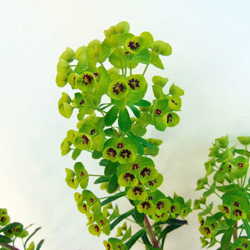 Euphorbe x martinii (Foliage)