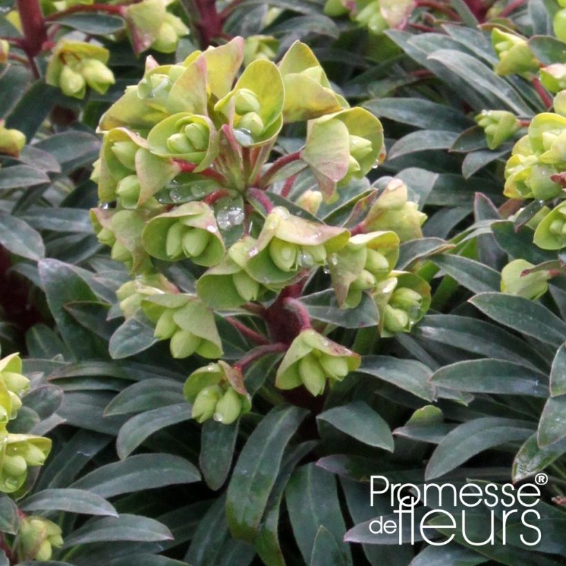 Euphorbe Redwing 'Charam' (Flowering)