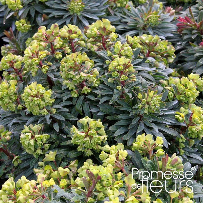 Euphorbe Redwing 'Charam' (Plant habit)