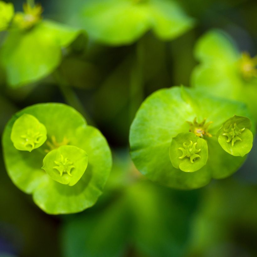 Euphorbe amygdaloïdes var. robbiae (Flowering)