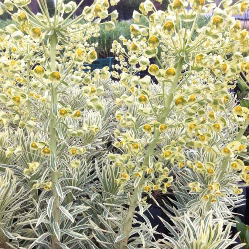 Euphorbia characias Emmer Green - Euphorbe arbustive panachée  (Plant habit)