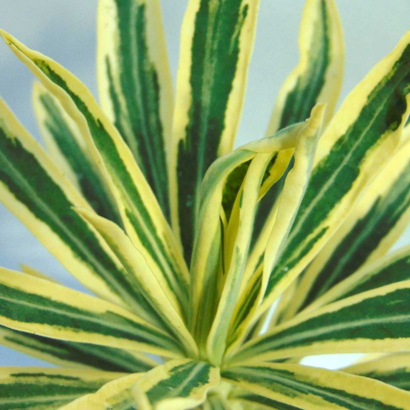 Euphorbia characias Emmer Green - Euphorbe arbustive panachée  (Foliage)