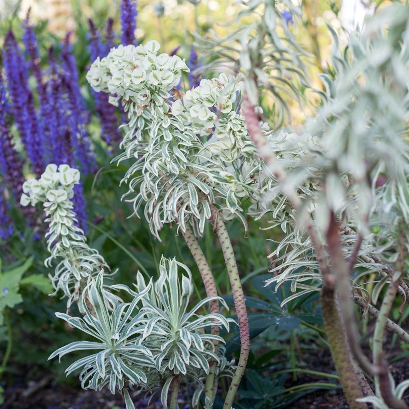 Euphorbia characias Tasmanian Tiger - Euphorbe panachée (Plant habit)