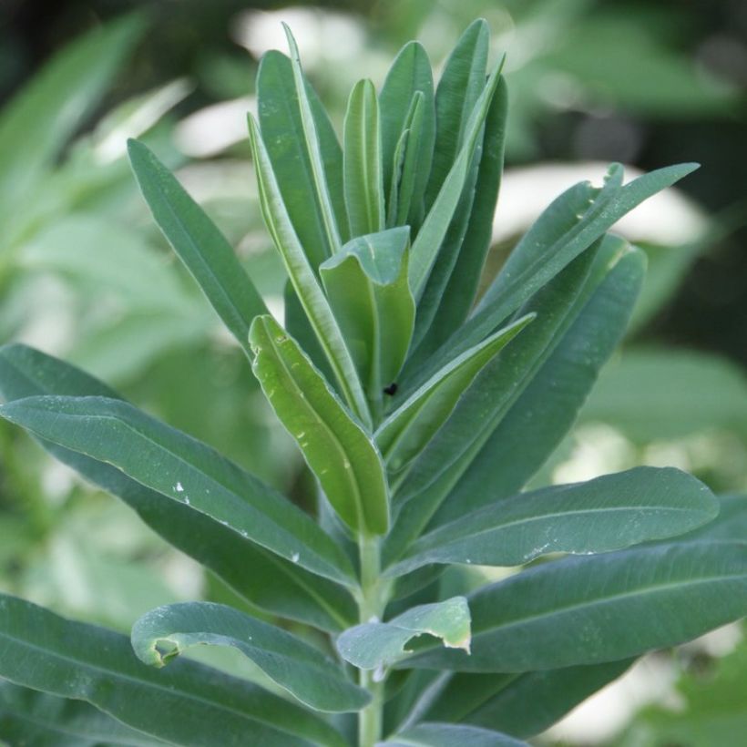 Euphorbia characias ssp. characias - Euphorbe des garrigues (Foliage)